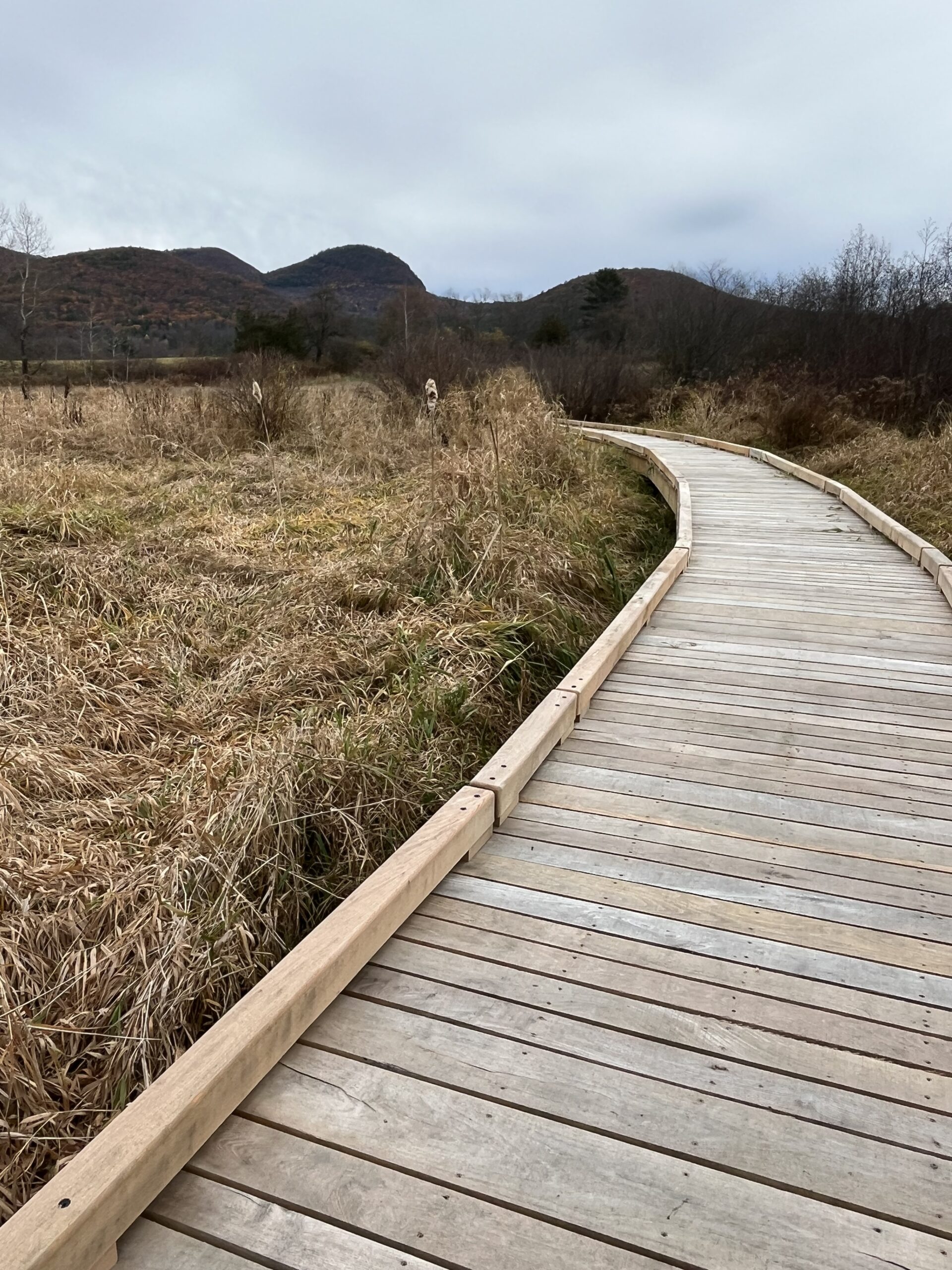 Boardwalk through a marsh
